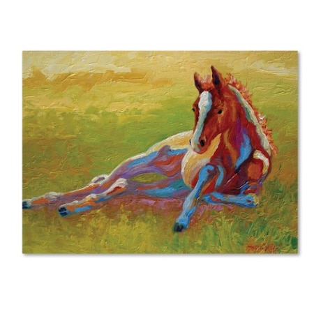 Marion Rose 'Foal Lying' Canvas Art,35x47